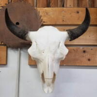 A bison skull with dark horns mounted on a wooden wall next to a circular saw blade.