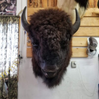 A mounted bison head is displayed on a wooden wall inside a room with other decorations and objects nearby.