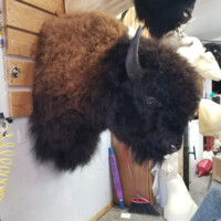 A mounted bison head is displayed on a wall in a workshop, with tools and mannequin heads visible in the background.