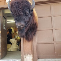 A taxidermy bison head is mounted on the wall between a brown garage door and an open shop entrance.