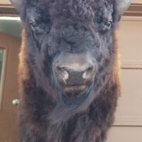 A mounted bison head is displayed on an exterior wooden wall near a partially open door.