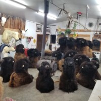 Several mounted bison heads are arranged around a wood stove in a workshop with various animal mounts on the walls.