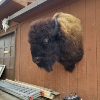 A mounted bison head is displayed on the exterior wall of a wooden building next to tools and construction materials.