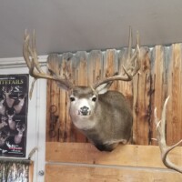 A mounted deer head with large antlers is displayed on a wooden wall next to a poster of whitetail deer.