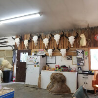Animal skulls and antlers mounted on a wooden wall above a fridge, desk, and various items in a workshop or garage.
