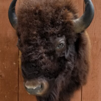 A mounted bison head with curved horns displayed on a wooden wall.