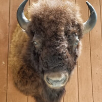 A mounted bison head is displayed on a wooden wall, seen from a front-facing angle in natural light.