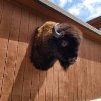 A mounted bison head is attached to a brown wooden wall outside under a partly cloudy sky.