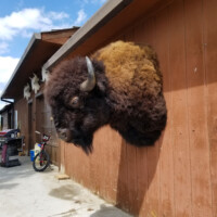 A mounted bison head is attached to a wooden exterior wall next to a concrete walkway on a sunny day.