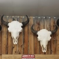 Six mounted bison skulls with horns displayed on a wooden wall inside a rustic room.