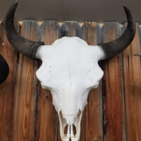 A large white buffalo skull with dark horns mounted on a weathered wooden wall.