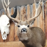 Mounted deer head with large antlers displayed on a wooden wall next to an animal skull.