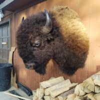A mounted bison head is displayed on a wooden wall above a stack of split firewood.