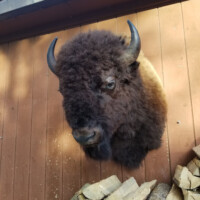 A mounted bison head is displayed on a brown wooden wall above a stack of cut firewood.