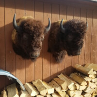 Two mounted bison heads are displayed on a wooden wall above a stack of split firewood.
