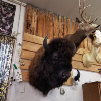 Mounted taxidermy heads of a bison, deer, and antelope displayed on a wooden wall inside a room.
