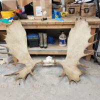 Large moose antlers are displayed on the floor in front of a cluttered workbench in a workshop.
