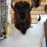 A mounted bison head is displayed on a wooden wall in a room with tools and hunting decor.