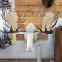 A large moose taxidermy mount in progress is attached to a wooden wall in a workshop setting.