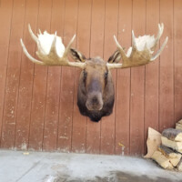 Mounted moose head with large antlers displayed on a wooden wall; firewood stacked on the ground to the right.