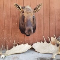 A mounted moose head on a wooden wall with two large antlers displayed on the ground below.