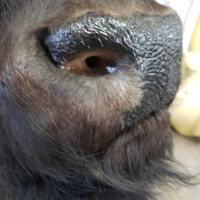 Close-up of a cow’s eye and surrounding dark fur, with part of the nose and textured skin visible.