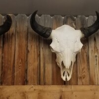 Three mounted bison skulls with horns displayed on a wooden wall with corrugated metal backing.