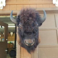 A medium bison shoulder mount.