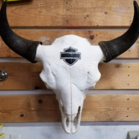 A buffalo skull with black horns and a Harley-Davidson logo mounted on a wooden wall.