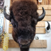 Taxidermy bison head mounted on a wooden wall, with horns and fur visible, in an indoor setting.