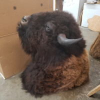 A taxidermy bison head and upper body mounted on the floor in a room with boxes and various furniture.