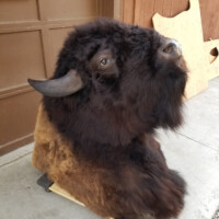 A taxidermy bison head mount rests on a wooden base near a brown wall and garage door.