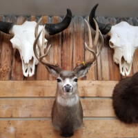 Mounted deer head with antlers displayed on a wooden wall, flanked by two large animal skulls with horns.