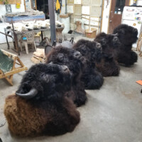 Five taxidermy bison heads are arranged on a concrete floor in a cluttered workshop or storage room.