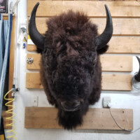 A mounted bison head with black horns displayed on a wooden wall inside a workshop or garage.