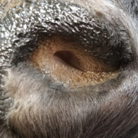 Close-up of an animal's nostril, showing detailed texture of the skin and surrounding fur.