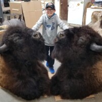 A smiling child stands behind two large mounted bison heads on a workshop floor.