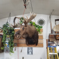 A mounted moose head is displayed on a wooden wall panel, surrounded by plants and tools in a workshop or garage.