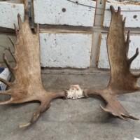 Large moose antlers with attached skull plate lying on a concrete floor in a garage or workshop setting.