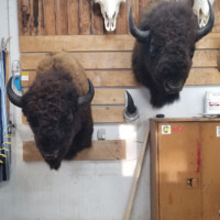 Two mounted bison heads and two animal skulls with horns displayed on a wooden wall above a cabinet in a workshop.