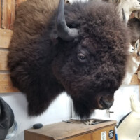 A mounted bison head is displayed on a wooden wall above a cabinet in a room with other taxidermy animals.