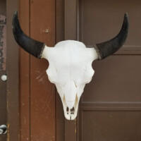 A white buffalo skull with black horns is mounted on a brown wooden wall.