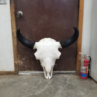 A bison skull with black horns is propped against a closed brown door in a concrete room. A fire extinguisher is nearby.