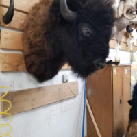 A mounted bison head is displayed on a wooden wall inside a workshop, with a broom leaning against the wall below it.