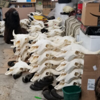 Stacks of white cow or buffalo skulls with horns are arranged on a concrete floor in a cluttered, indoor storage area.