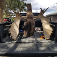 A large moose head with antlers sits in the bed of a black pickup truck under a partly cloudy sky.