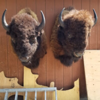 Two mounted bison heads are displayed on a wooden wall above a ladder and plywood sheets.