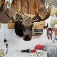 A mounted moose head is displayed on a wooden wall in a workshop with tools and supplies visible nearby.