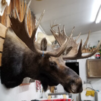 Mounted moose head with large antlers displayed on a wall in a workshop or garage setting.