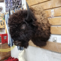 Taxidermy bison head mounted on a wooden wall in a workshop with tools and animal posters in the background.